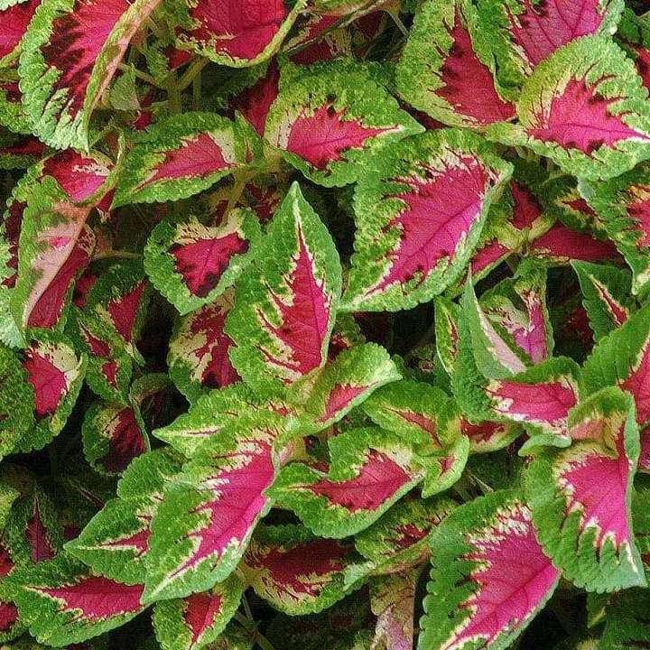 Колеус Sun Watermelon - Coleus Sun Watermelon