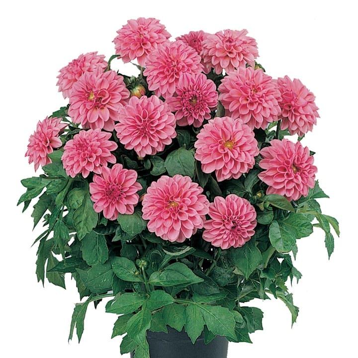 Георгина Dahlietta розовая - Dahlia Dahlietta Emily Pink