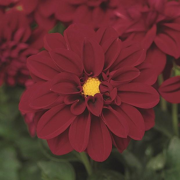 Георгина Dahlietta бургунди - Dahlia Dahlietta Patty Burgundy