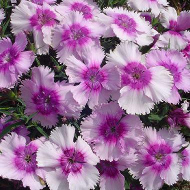 Гвоздика Диана лавандово-пурпурная - Dianthus Diana Lavender Picotee