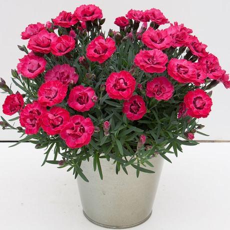 Гвоздика красная махровая с серединкой - Dianthus Early Love