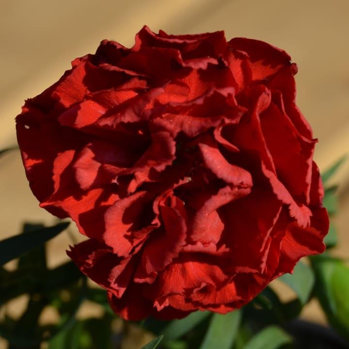 Гвоздика махровая бордовая - Dianthus Ike