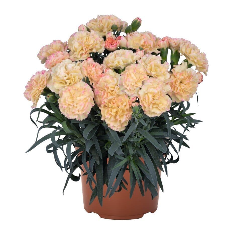 Гвоздика Menorca Floriane Cream - Dianthus Menorca Floriane Cream