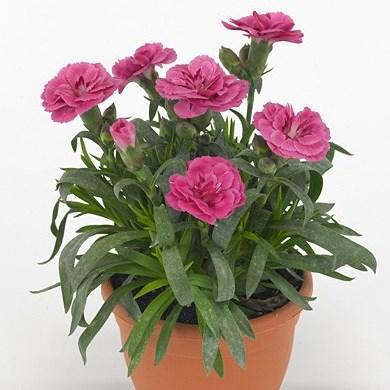 Гвоздика Оскар розовая - Dianthus Oscar Pink