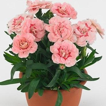 Гвоздика Оскар розовая с серединкой - Dianthus Oscar Pink Star