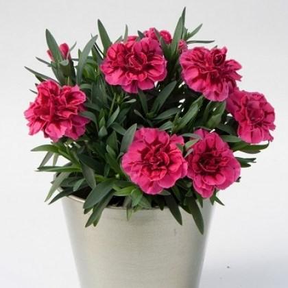 Гвоздика Оскар темно-розовая - Dianthus Oscar Purple Wings