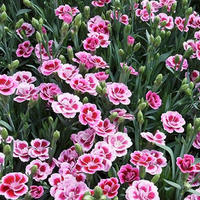 Гвоздика розовая Pink Kisses - Dianthus Pink Kisses