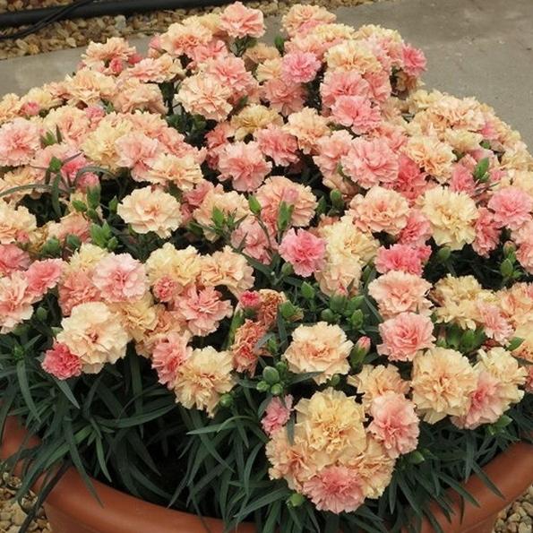 Гвоздика Sweet Pleasure Apricot - Dianthus Sweet Pleasure Apricot