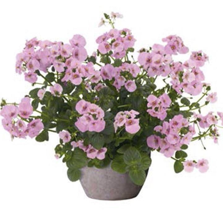Диасция Divara Giga Rose - Diascia Divara Giga Rose
