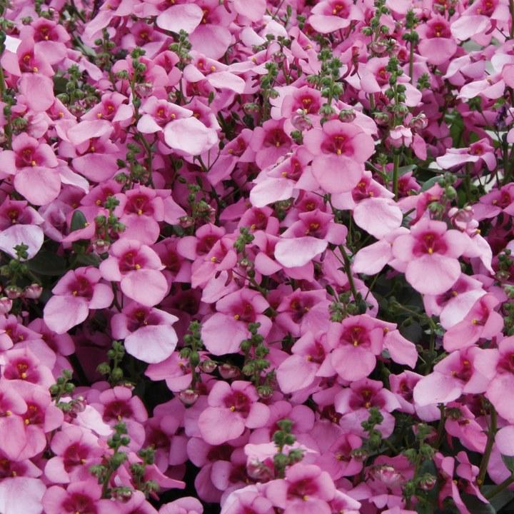 Диасция Divara Pink - Diascia Divara Pink