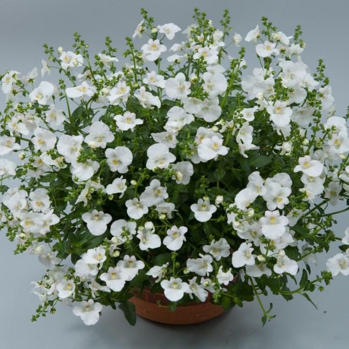 Диасция Divara White - Diascia Divara White