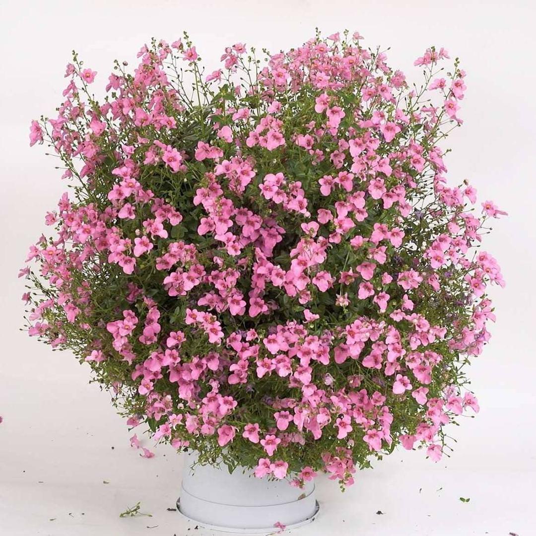 Диасция фиолетовая - Diascia Genta Pink