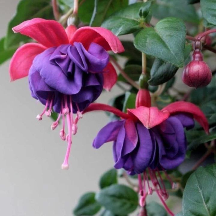Фуксия Gillian Anthea - Fuchsia Gillian Anthea