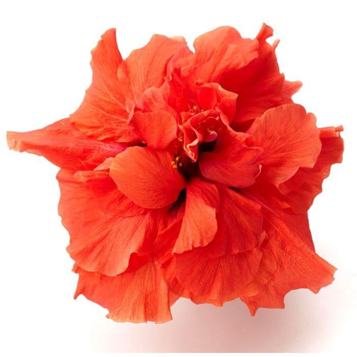 Гибискус насыщенно-оранжевый - Hibiscus Adonicus Double Orange