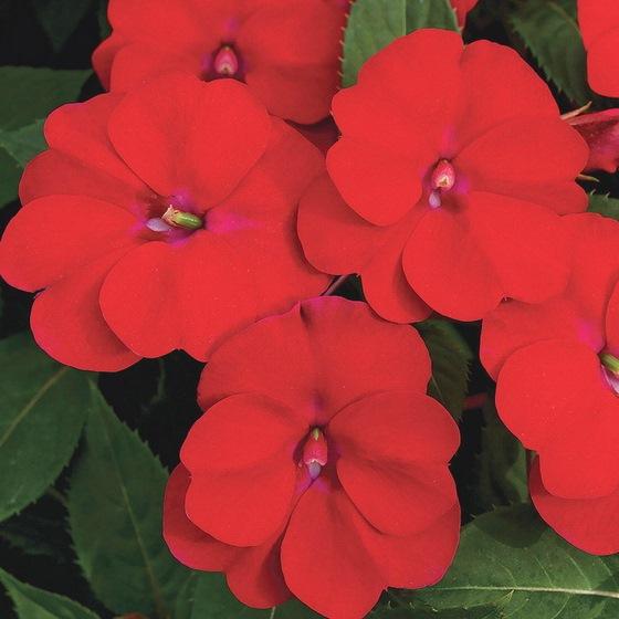 Бальзамин новогвинейский Магнум темно-красный - Impatiens New Guinea Magnum Dark Red