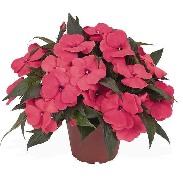 Бальзамин новогвинейский Магнум темно-розовый - Impatiens New Guinea Magnum Hot Pink