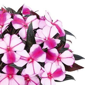 Бальзамин новогвинейский Магнум фиолетовый - Impatiens New Guinea Magnum Violet Star