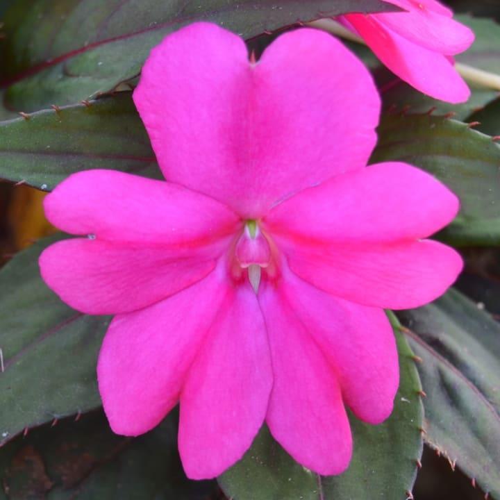 Бальзамин новогвинейский Санпатиенс фиолетовый - Impatiens New Guinea SunPatiens Dark Lilac