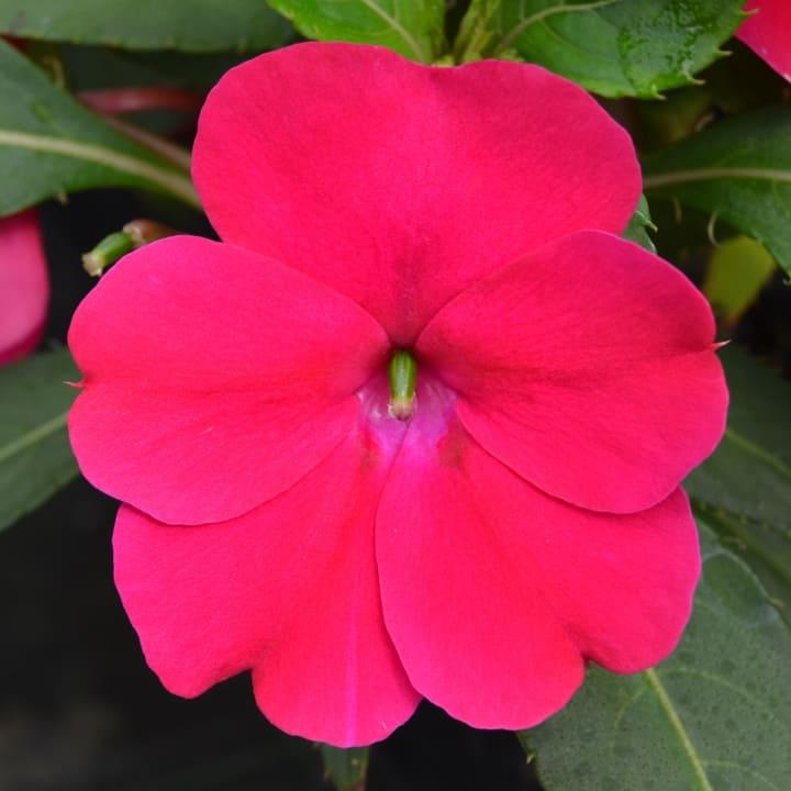 Бальзамин новогвинейский Санпатиенс ярко-розовый - Impatiens New Guinea SunPatiens Deep Rose