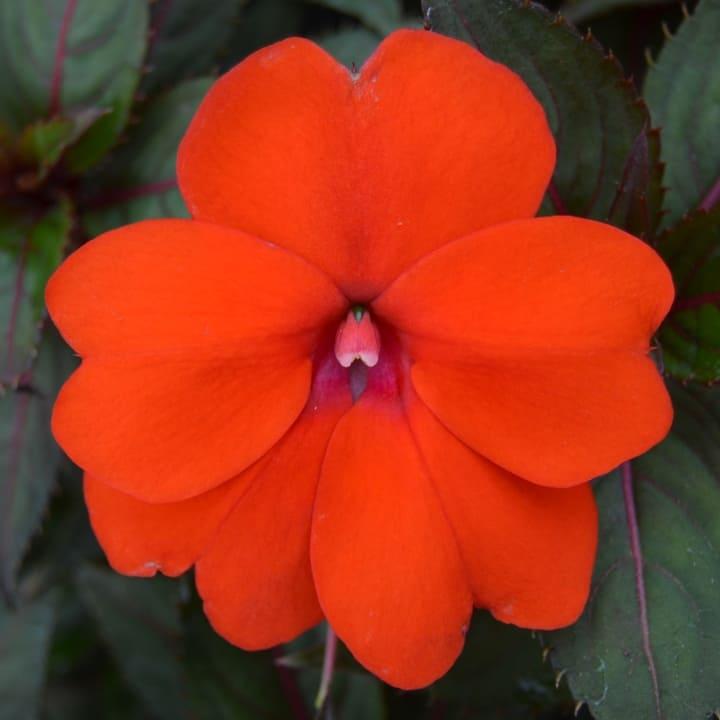 Бальзамин новогвинейский Санпатиенс оранжевый - Impatiens New Guinea SunPatiens Orange