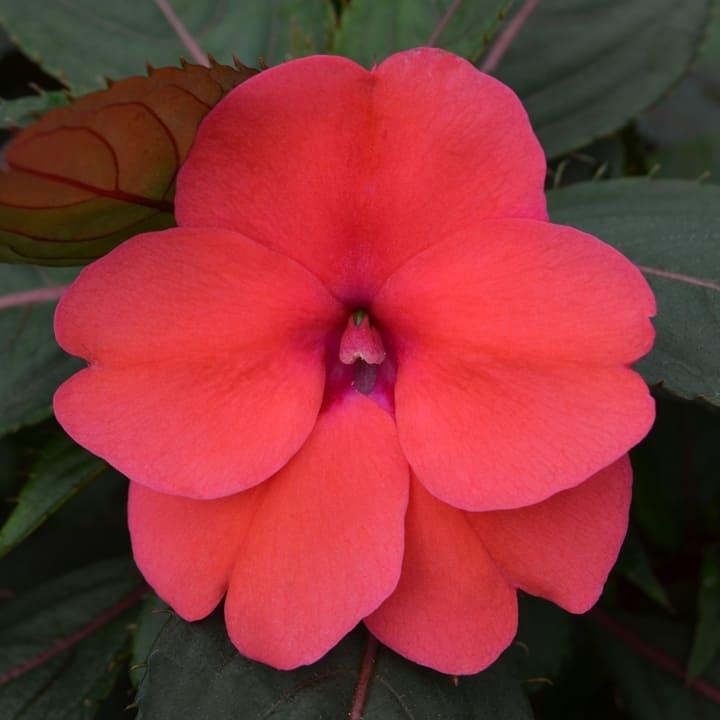 Бальзамин новогвинейский Санпатиенс розовый - Impatiens New Guinea SunPatiens Pink