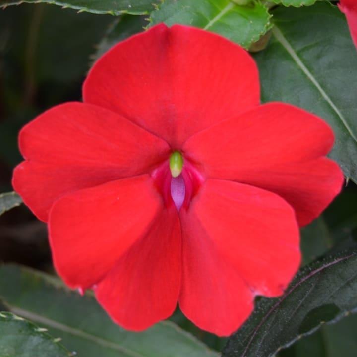 Бальзамин новогвинейский Санпатиенс красный - Impatiens New Guinea SunPatiens Red