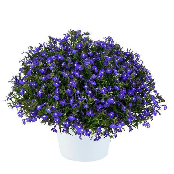 Лобелия бело-синяя - Lobelia Anabel Glow Blue Volt