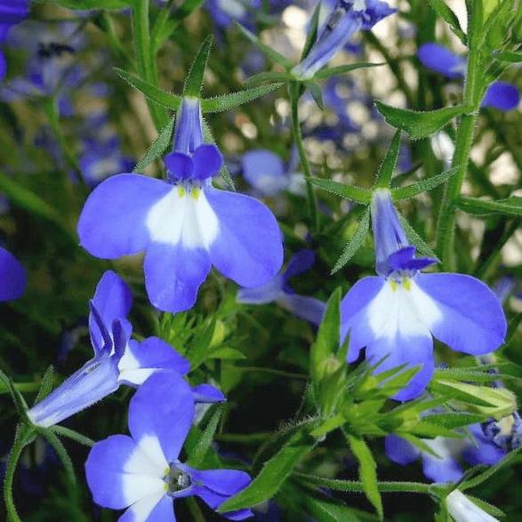 Лобелия Bella Mare - Lobelia Bella Mare