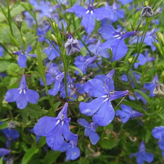 Лобелия Bella Oceano - Lobelia Bella Oceano