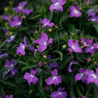 Лобелия Bella Purple - Lobelia Bella Purple