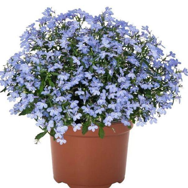 Лобелия Bella Waterloo - Lobelia Bella Waterloo