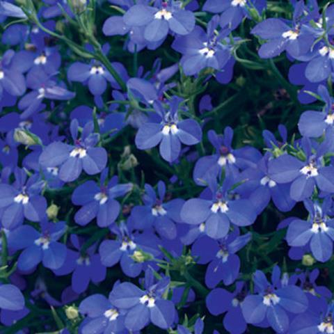 Лобелия фиолетово-синяя - Lobelia Techno Laguna Trailing Dark Blue