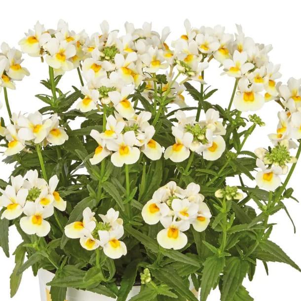 Немезия Mareto White-Lemon - Nemesia Mareto White-Lemon