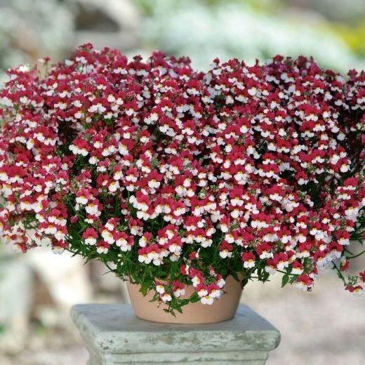 Немезия красно-белая - Nemesia Sunsatia Cherry on Ice