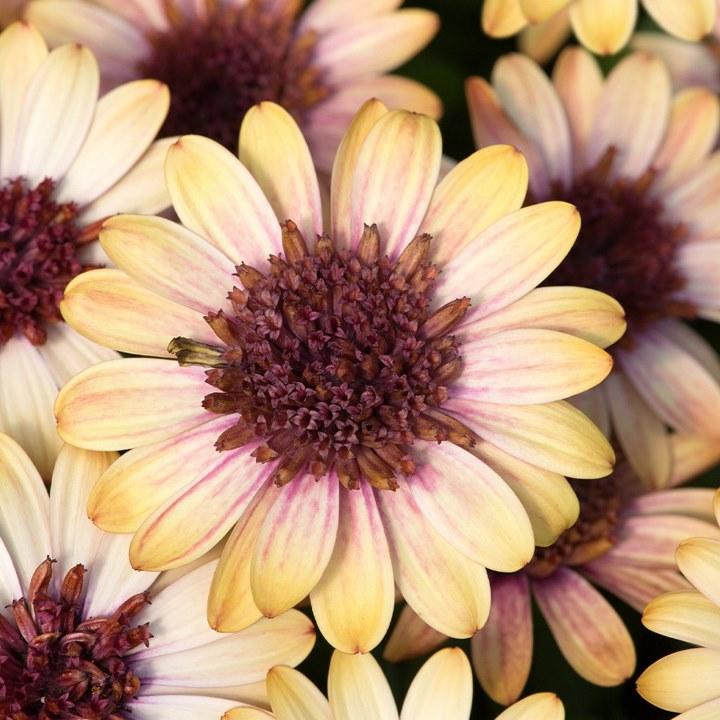 Остеоспермум 3D Banana Shake - Osteospermum 3D Banana Shake