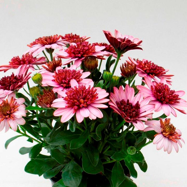 Остеоспермум 3D Berry White - Osteospermum 3D Berry White
