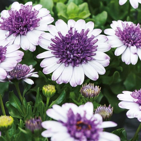 Остеоспермум 3D Blueberry Shake - Osteospermum 3D Blueberry Shake