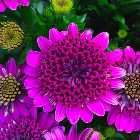 Остеоспермум 3D Deep Pink - Osteospermum 3D Deep Pink