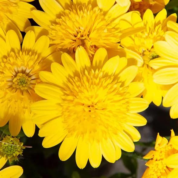 Остеоспермум 3D Deep Sun - Osteospermum 3D Deep Sun