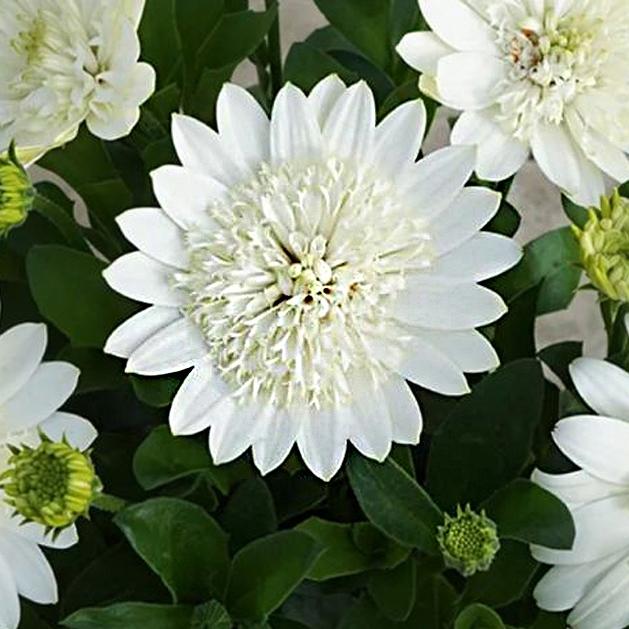 Остеоспермум 3D Nanuk - Osteospermum 3D Nanuk