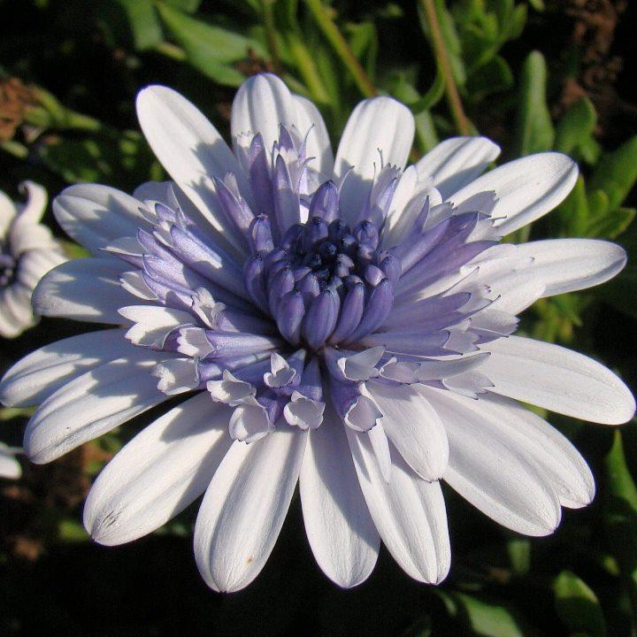 Остеоспермум 3D Steel Blue - Osteospermum 3D Steel Blue