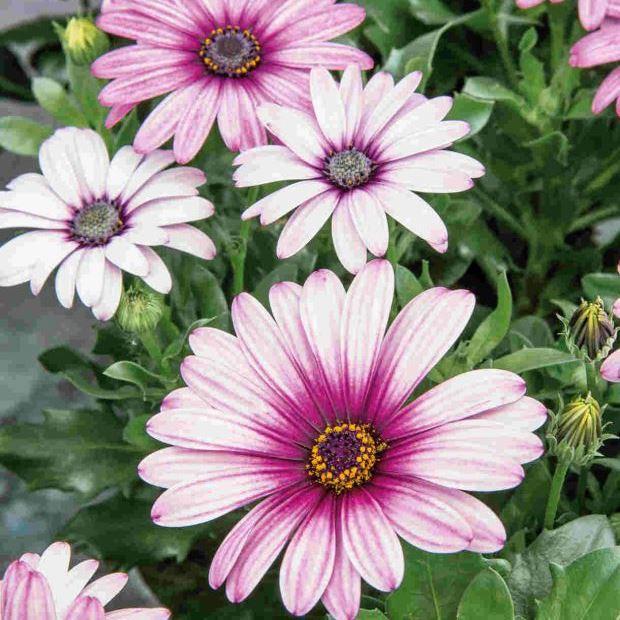 Остеоспермум Compact Pink-White - Osteospermum Compact Pink-White