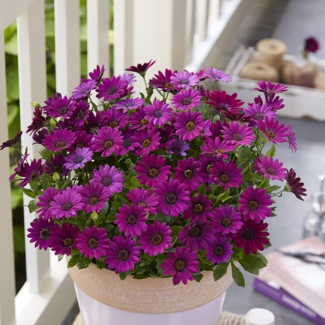 Остеоспермум Compact Purple - Osteospermum Compact Purple