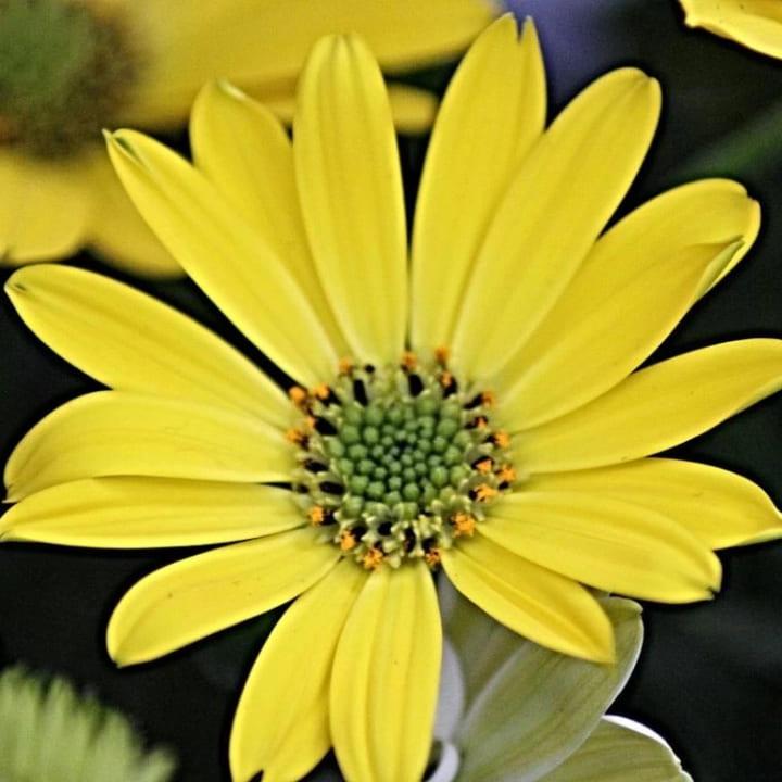 Остеоспермум Compact Yellow - Osteospermum Compact Yellow