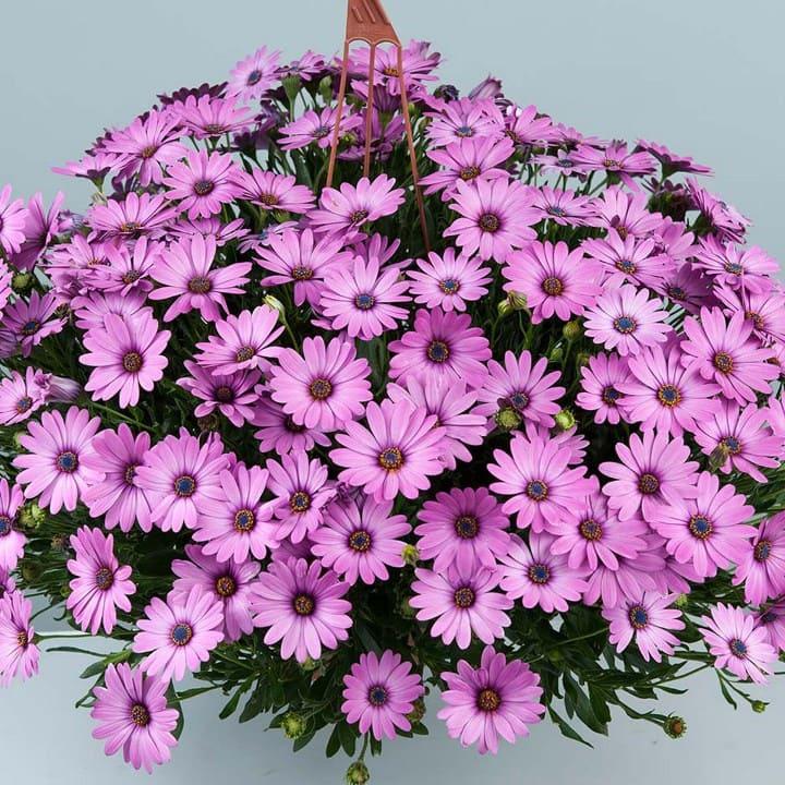 Остеоспермум розовый ампельный - Osteospermum Erato Basket Rose