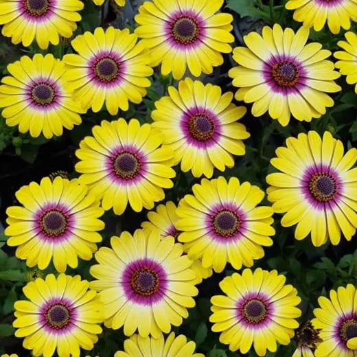 Остеоспермум Flower Power Tropic Sun - Osteospermum Flower Power Tropic Sun