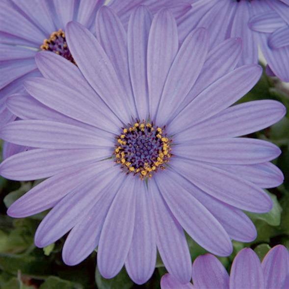 Остеоспермум Flowerpower Blue - Osteospermum Flowerpower Blue