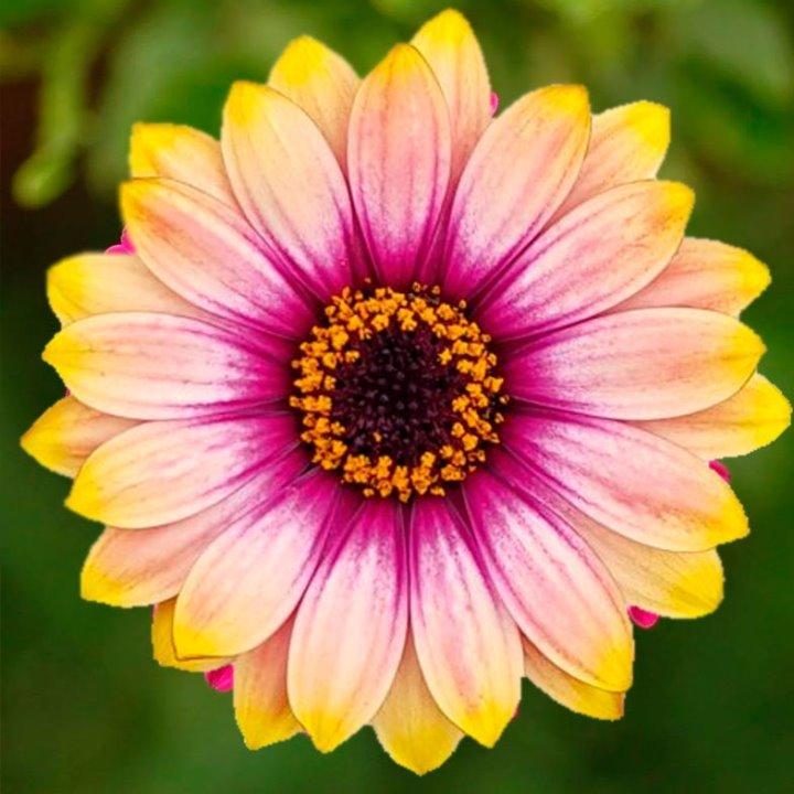 Остеоспермум Flowerpower Orange Sunset - Osteospermum Flowerpower Orange Sunset