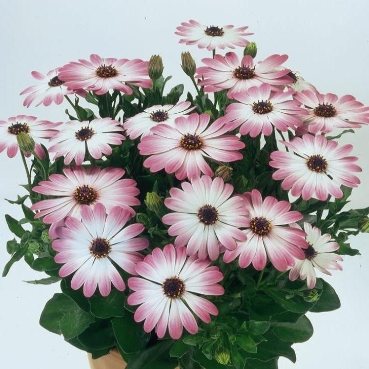Остеоспермум Flowerpower Pink-Eye - Osteospermum Flowerpower Pink-Eye
