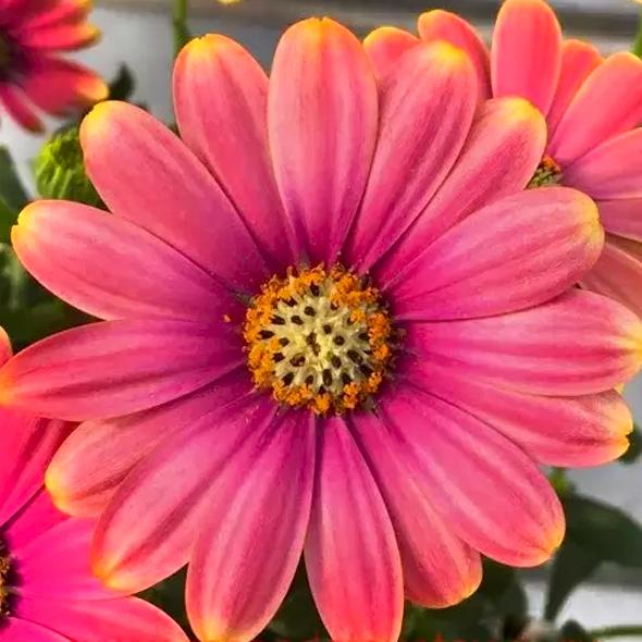 Остеоспермум Flowerpower Pink Sun - Osteospermum Flowerpower Pink Sun